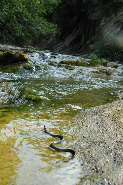 Escursione erpetologica Parco Nazionale Foreste Casentinesi